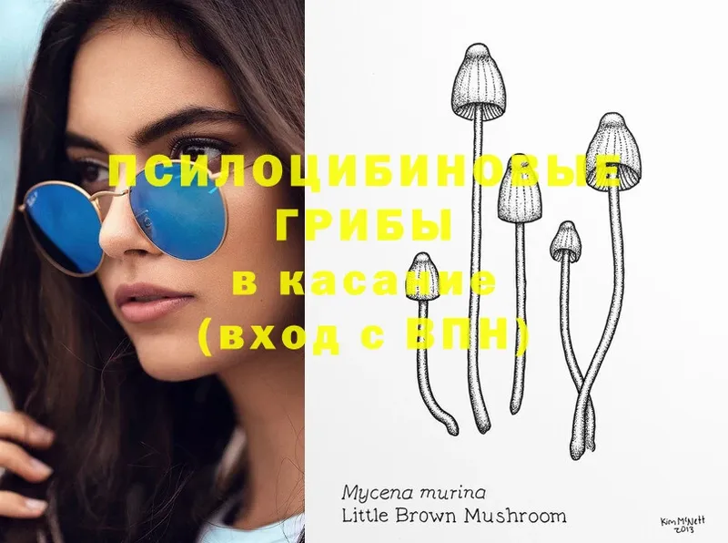 Псилоцибиновые грибы MAGIC MUSHROOMS  где купить наркоту  Кувшиново 